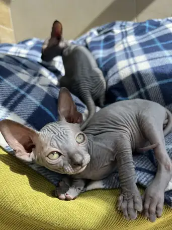 Котята канадского сфинкса, фотография 5