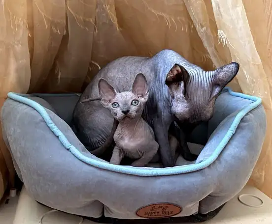 Канадский сфинкс котята, фотография 4