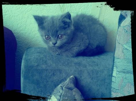Продам британские голубые котята, фотография 1