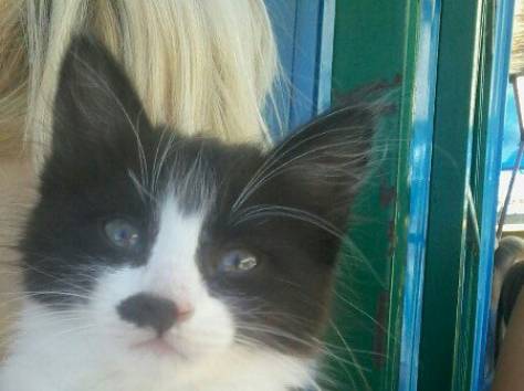 СРОЧНО ОТДАМ В ДОБРЫЕ РУКИ КОТЯТ И КОШКУ, фотография 1