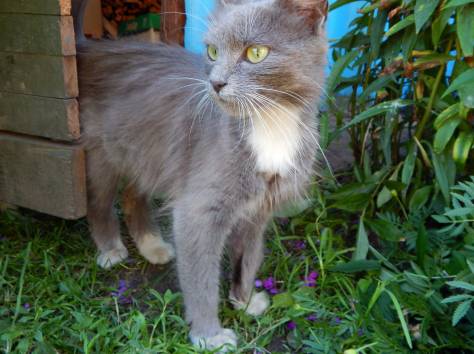 СРОЧНО ОТДАМ В ДОБРЫЕ РУКИ КОТЯТ И КОШКУ, фотография 2