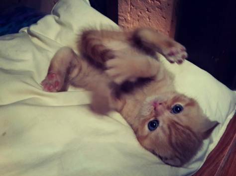 Шотландские вислоухие котята, фотография 2