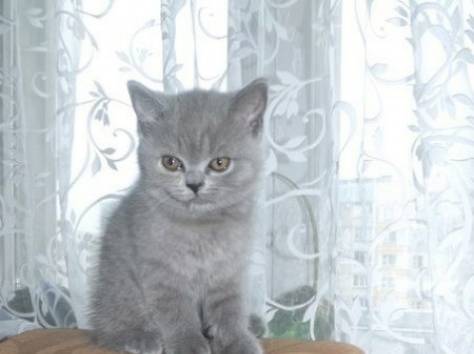Продам 2-ух шотландских котят, фотография 1