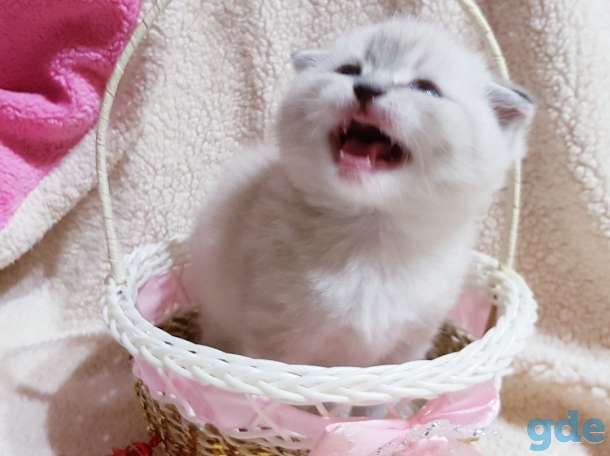 шотландские малльчики, фотография 1