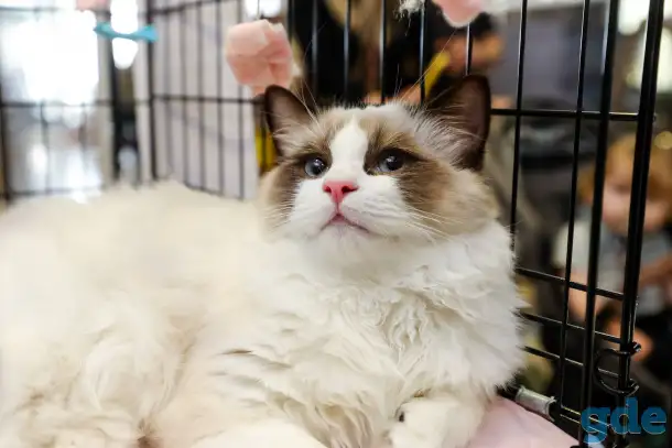 Котёнок Рэгдолл в любящую семью, фотография 5