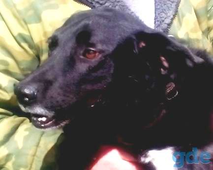 Пропала собака, фотография 1