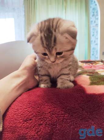Шотландский вислоухий котенок, фотография 6