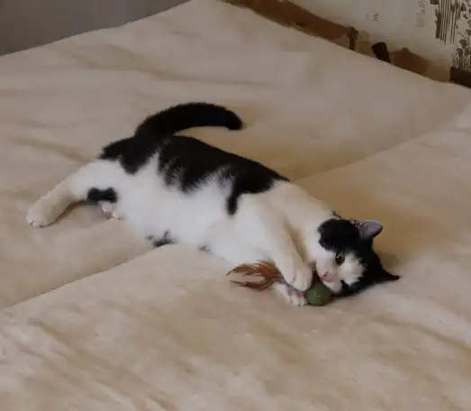 Домашний котенок 4мес. Умный, чуткий, заботливый, веселый, разговаривает, фотография 10