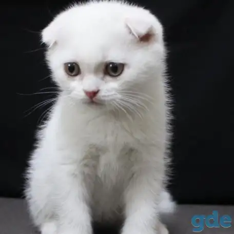 Шотландские котята, фотография 1