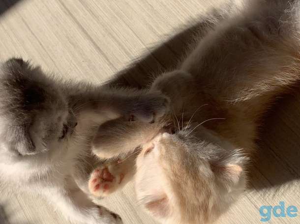Продаются шотландские вислоухие котята, 2 месяца, фотография 3