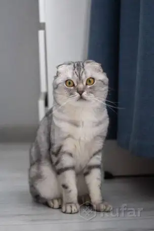 Шотландские котята, фотография 9