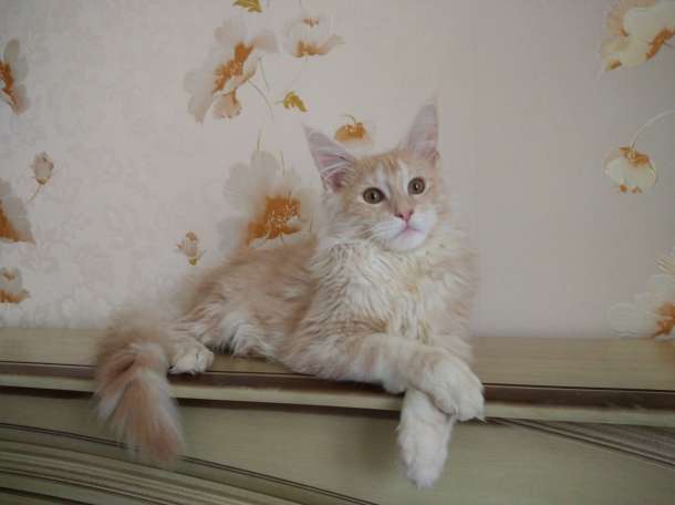 Мейн кун котенок, фотография 2