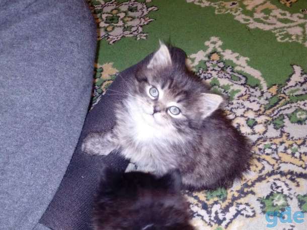Котята, фотография 3