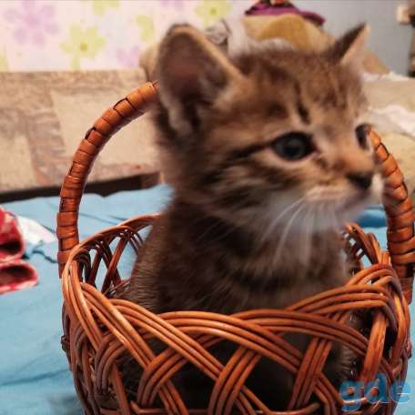 Котята ищут дом, фотография 2