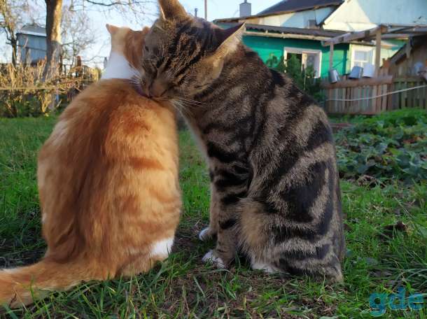 Котята в дар, фотография 3