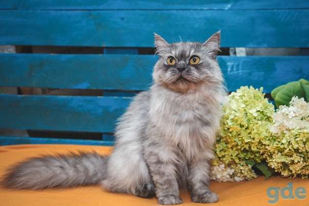 Котик ищет дом, фотография 1