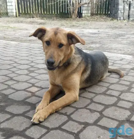Собака ищет дом, фотография 3