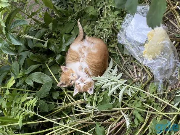 Прекрасные котята в добрые руки, фотография 1