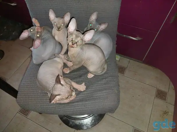 Продаются котята, фотография 1