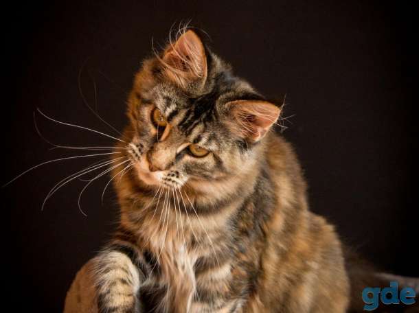 Котёнок мейн кун, фотография 3