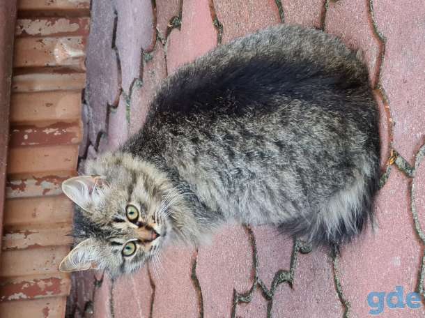 Милые котики ищут дом, 4 месяца, фотография 2