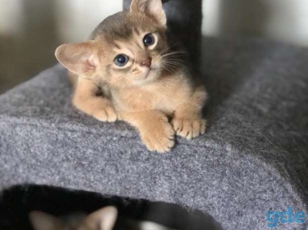 котята абиссины CFA, фотография 6