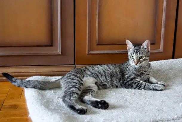 Котенок Тоффи, 7 мес., фотография 10