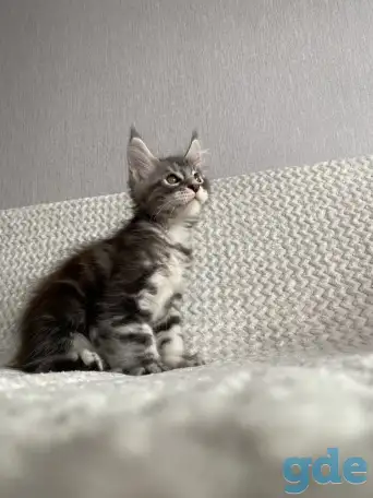 Котенок мейн кун, фотография 6