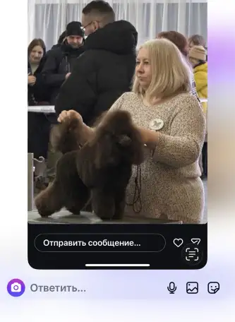 Продам щенков миниатюрного пуделя, фотография 4