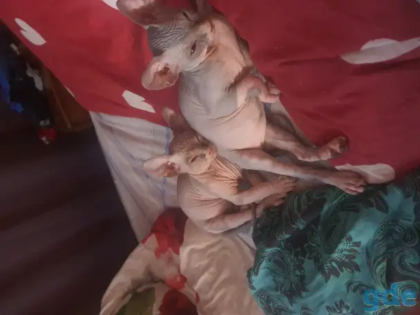 Продаются котята, фотография 7