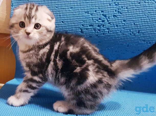 Вислоухие шотландские котята., фотография 6