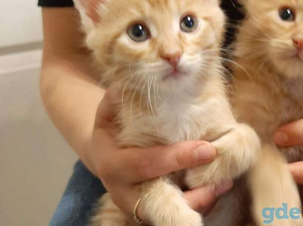 Котята бесплатно., фотография 7