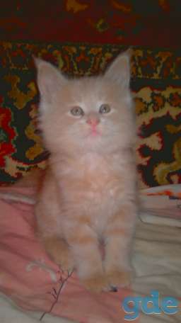 котята мейн кун, фотография 4