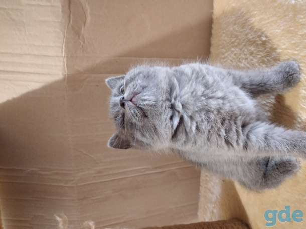 Шотландские котята, фотография 3