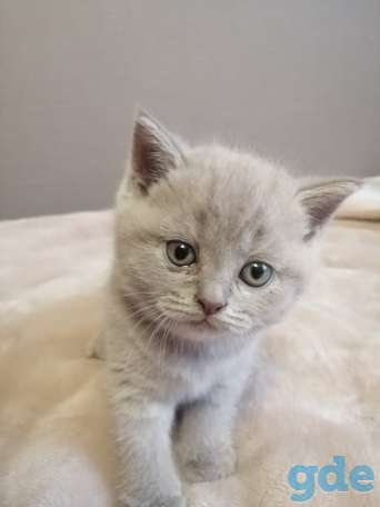 Котята Британские, фотография 3