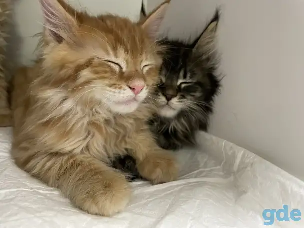 Котята мэйн-кун, фотография 1