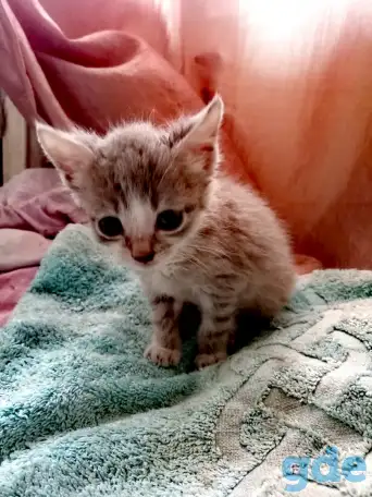 Котята, фотография 7