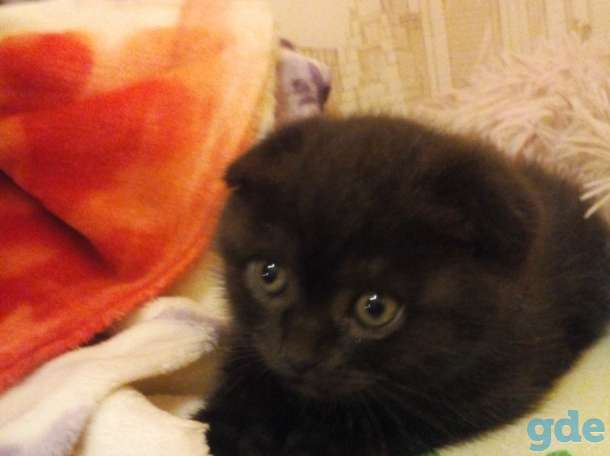 Продам шот. Котиков, фотография 5