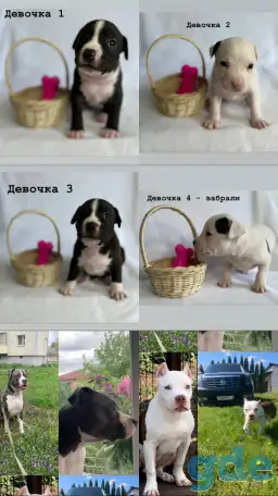 Продам щенков американского стаффордширского терьера, фотография 2