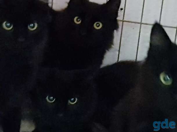 Котята бесплатно., фотография 4
