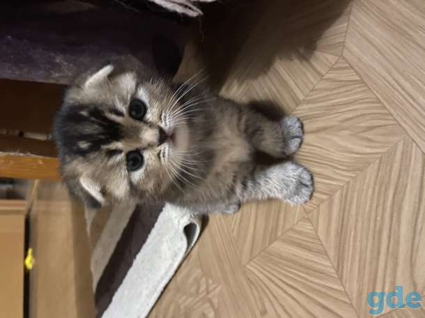 Шотландские котята, фотография 1