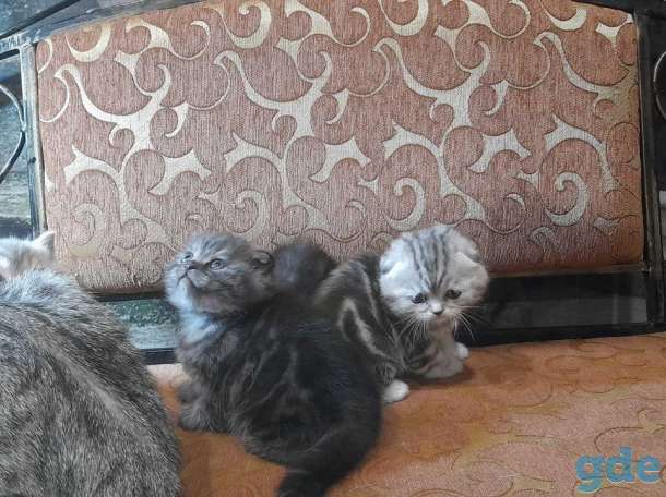 котята шотландские, фотография 11