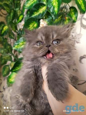 Персидские котята экстремального типа чистокровные персы., фотография 16