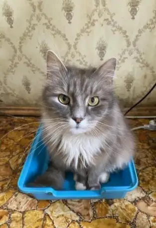 Нужна помощь! Коты ищут дом или передержку! Сос, фотография 2