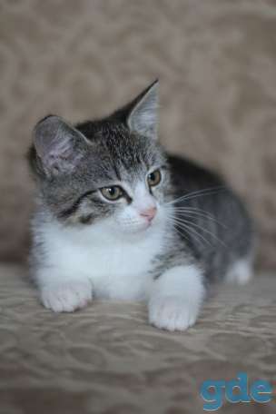 Котенок ищет дом, фотография 3