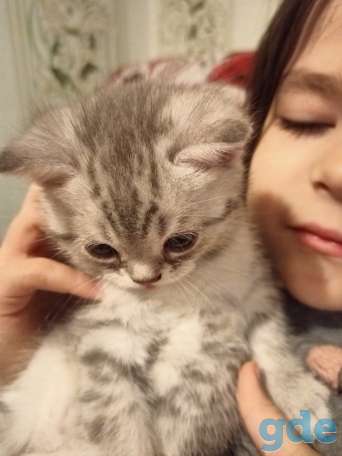 Продам шотландского котенка, фотография 2