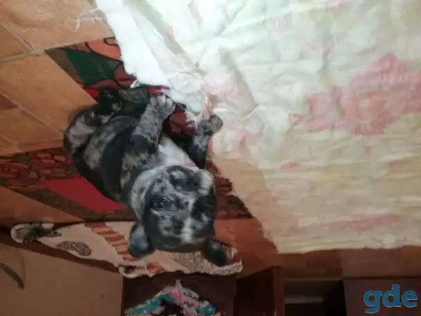 Малыши французики, фотография 2