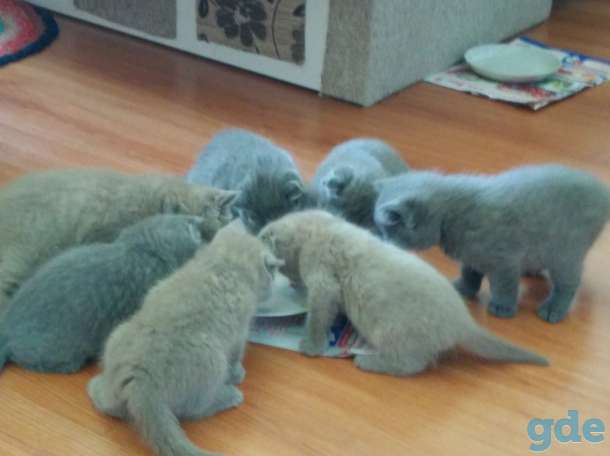 Продажа британские серо голубые, фотография 3