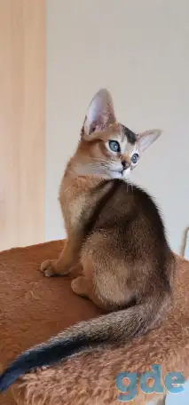 Продажа котят, фотография 2