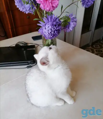 Британские серебристые котята, фотография 2